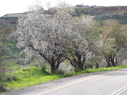 פריחת השקדיות
