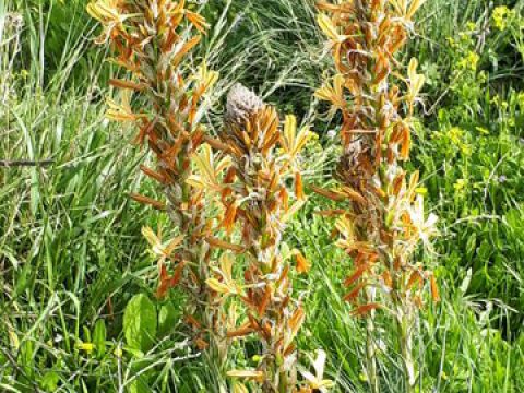 עריוני זהוב