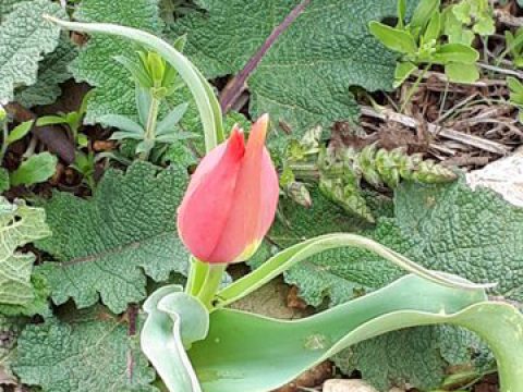 צבעוני.. רגע לפני פריחה