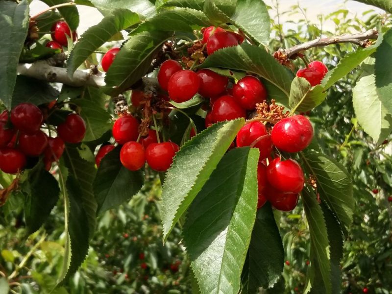 יומיים בירושלים, מאי 2017 מדריכה אורלי בן משה