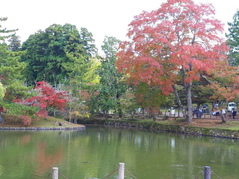 יפן בצבעי שלכת נובמבר 2017, מדריכה חדוה בידרמן (עם חברת דרכים)