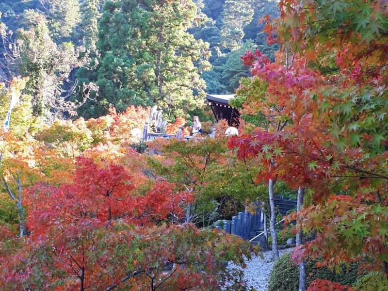 יפן בצבעי שלכת נובמבר 2017, מדריכה חדוה בידרמן (עם חברת דרכים)