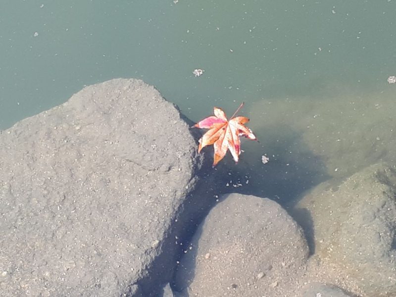 יפן בצבעי שלכת נובמבר 2017, מדריכה חדוה בידרמן (עם חברת דרכים)