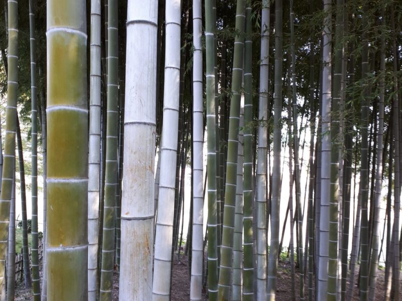 יפן בצבעי שלכת נובמבר 2017, מדריכה חדוה בידרמן (עם חברת דרכים)