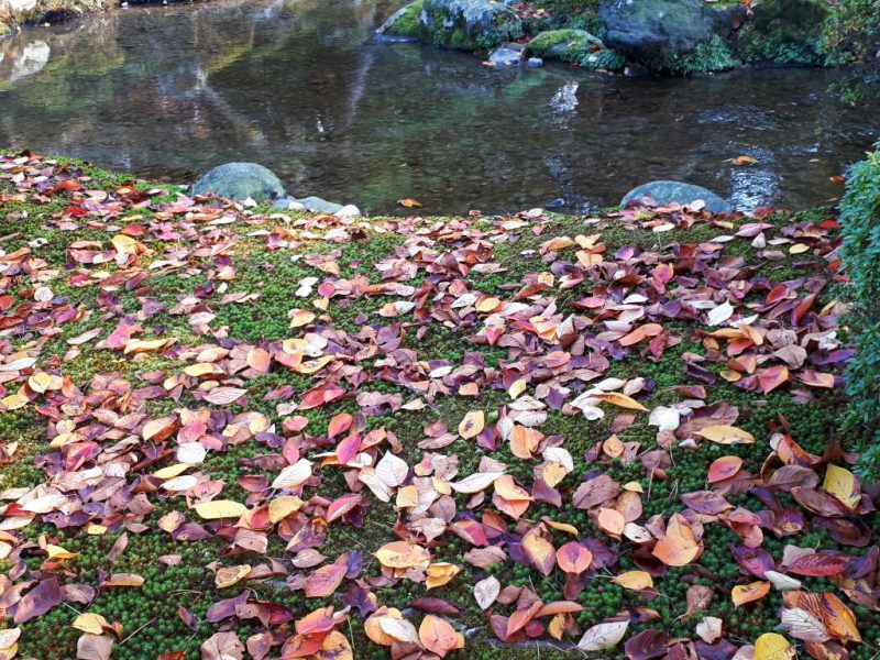 יפן בצבעי שלכת נובמבר 2017, מדריכה חדוה בידרמן (עם חברת דרכים)