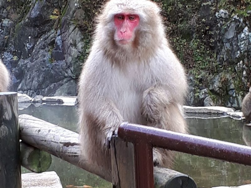 יפן בצבעי שלכת נובמבר 2017, מדריכה חדוה בידרמן (עם חברת דרכים)