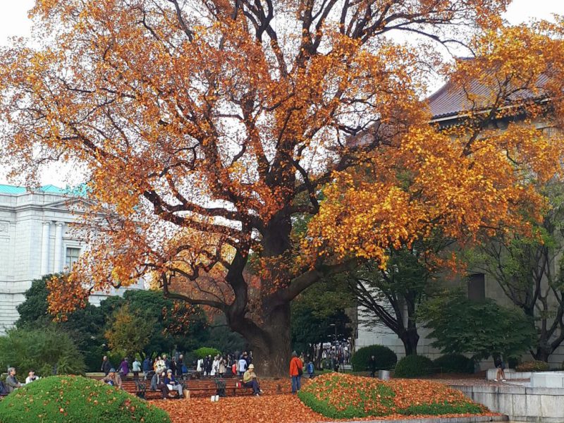 יפן בצבעי שלכת נובמבר 2017, מדריכה חדוה בידרמן (עם חברת דרכים)