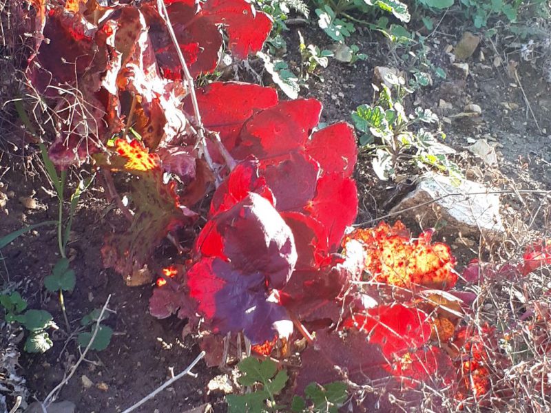 מנהגי הכריסמס יחודיים לגליל , דצמבר 2017 בהדרכת עדי זרחי