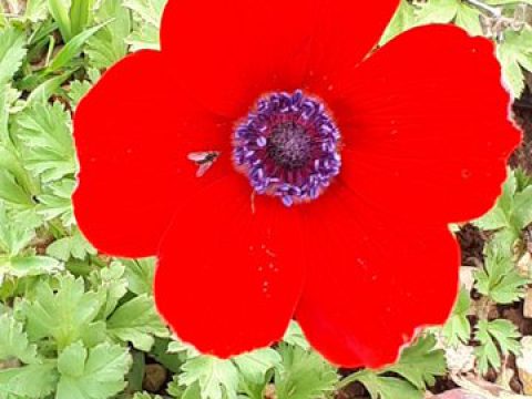 ארץ אפרים – פברואר 2018 מדריך דני אשכרי