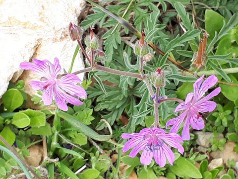 ארץ אפרים – פברואר 2018 מדריך דני אשכרי