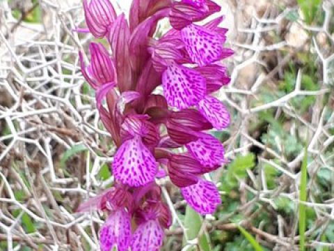 ארץ אפרים – פברואר 2018 מדריך דני אשכרי