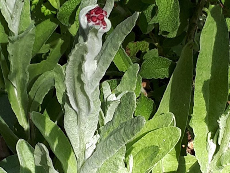 צהרים של פריחות – יום ה', 01.03.18