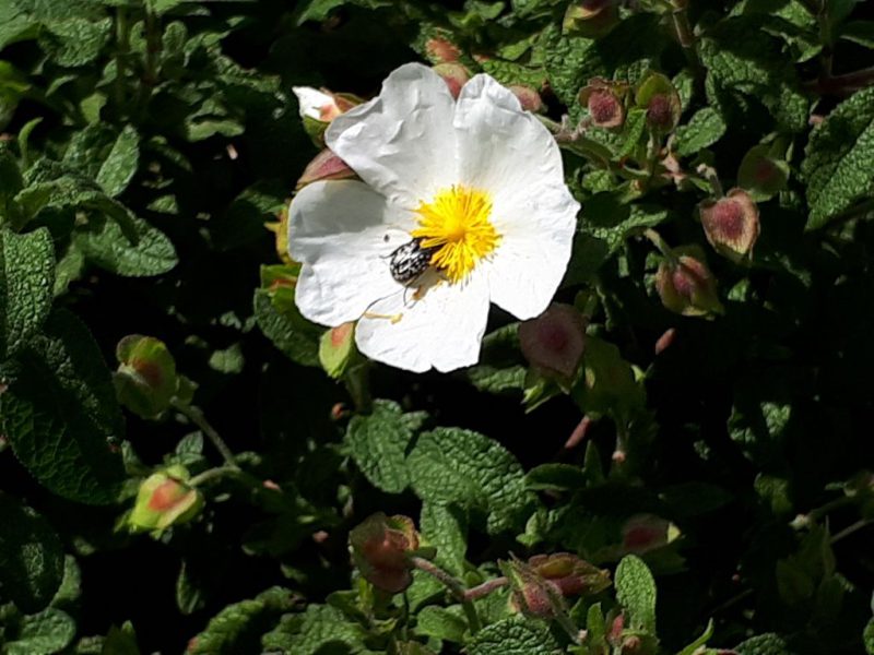 צהרים של פריחות – יום ה', 01.03.18