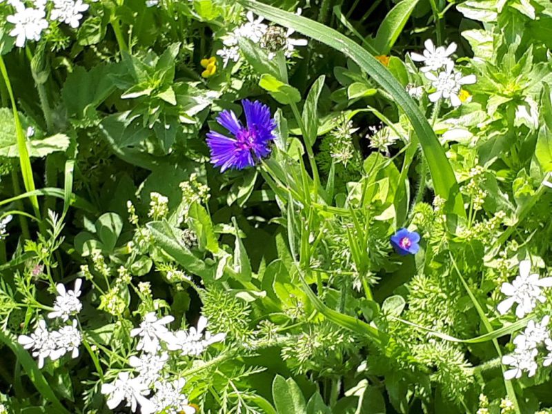 צהרים של פריחות – יום ה', 01.03.18