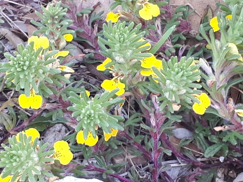 צהרים של פריחות – יום ה', 01.03.18