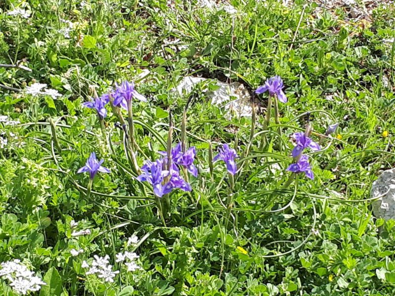 צהרים של פריחות – יום ה', 01.03.18