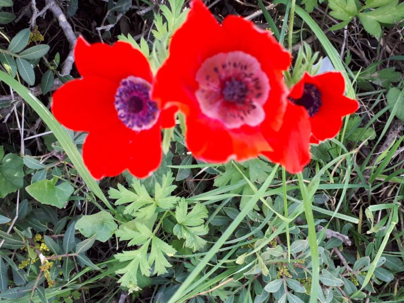 צהרים של פריחות – יום ה', 01.03.18