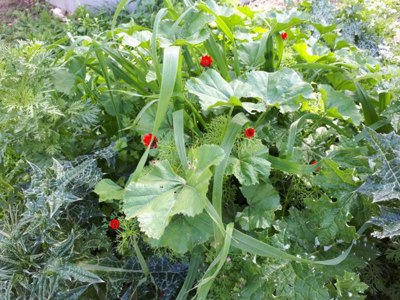 צהרים של פריחות – יום ה', 01.03.18