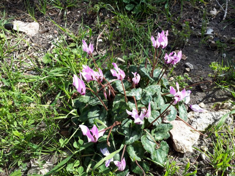 צהרים של פריחות – יום ה', 01.03.18