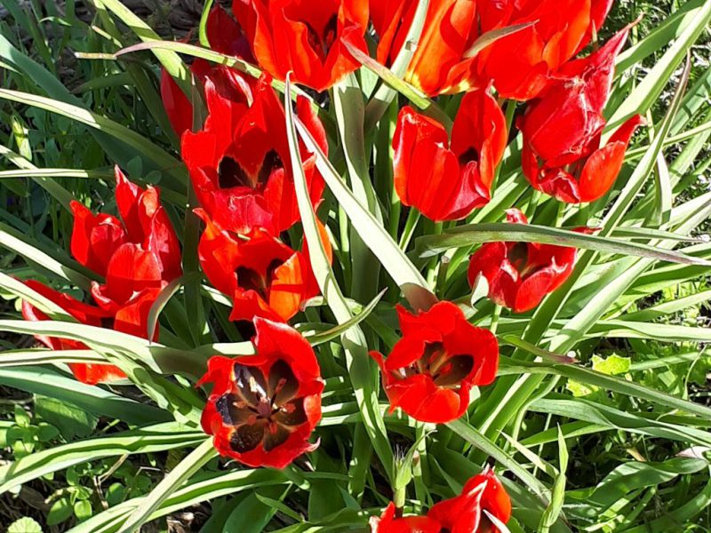 צהרים של פריחות – יום ה', 01.03.18