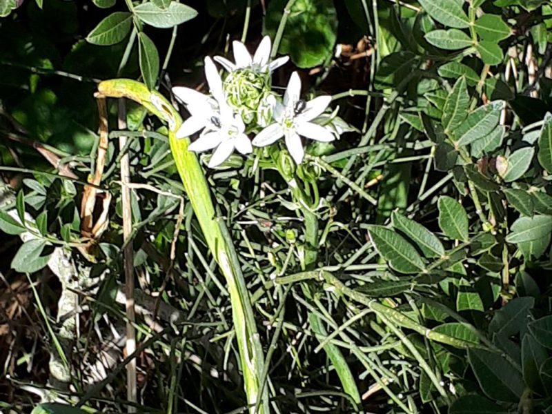 צהרים של פריחות – יום ה', 01.03.18