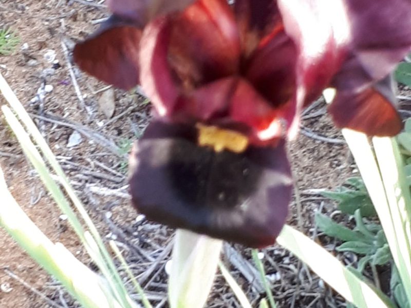 צהרים של פריחות – יום ה', 01.03.18