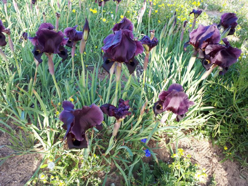 צהרים של פריחות – יום ה', 01.03.18