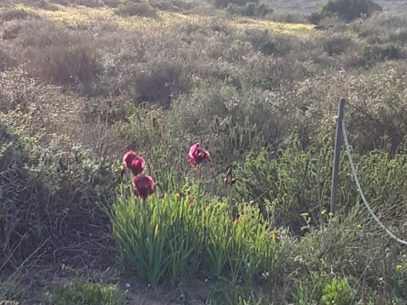 צהרים של פריחות – יום ה', 01.03.18